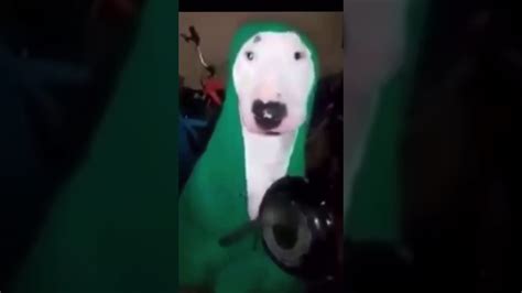 Walter The Dog Drumming Youtube