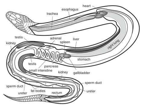 Anatomical Diagram Of A Snake Rsnakes