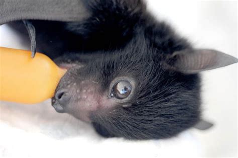 Baby Bat Bats Photo 31889805 Fanpop