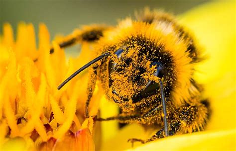 Gizlilik ve kişisel verilerin korunması politikası. Polen de abeja: qué es y cómo se produce. Apicultura y miel.