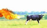 Pictures of Cows Produce Methane Gas