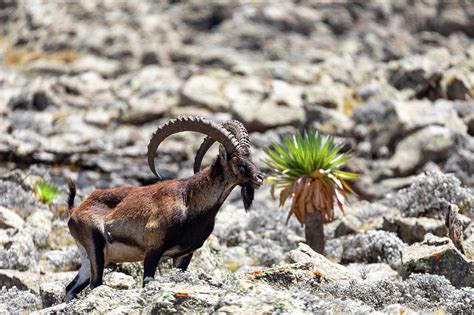 Rare Walia Ibex In Simien Ethiopia Wildlife Photograph By Artush Foto