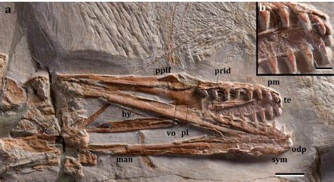 New Toothy Pterosaur Identified From The Afro Arabian Continent