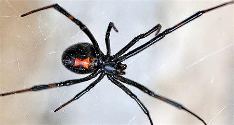 British pro soccer player james gray found that out the hard way in february 2016, when a spider bite, attributed to a false widow, landed. هل العنكبوت له عمود فقري | المرسال