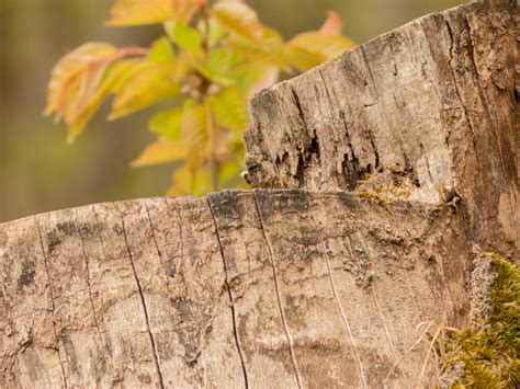 Free Images Nature Forest Branch Structure Wood Leaf Trunk