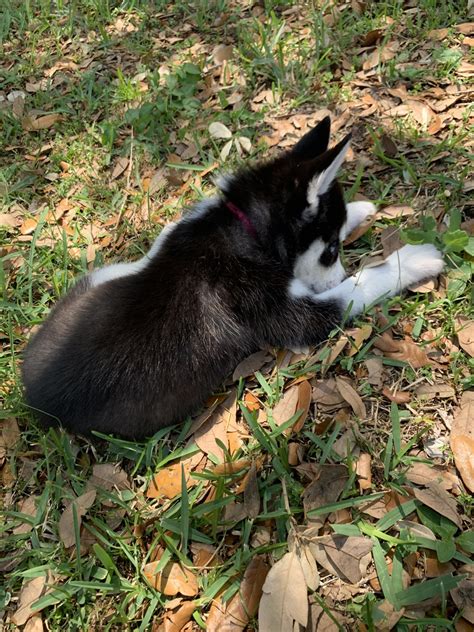 Siberian husky puppies for sale in florida select a breed. Siberian Husky Puppies For Sale | Florida Center, FL #327565