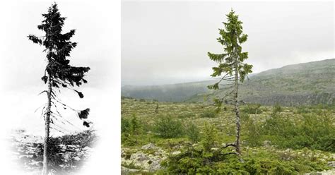 It is the world's oldest living individual clonal tree. Oldest Tree In The World Was Found In Sweden And Is 9,500 ...