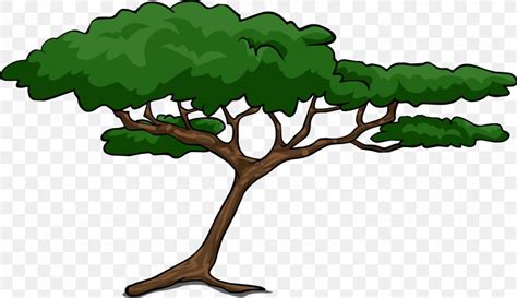 African Trees Wattles Acacia Clip Art PNG 2273x1312px African Trees
