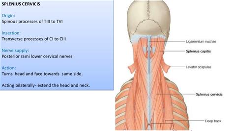 Muscles Of Back Suboccipital Triangle