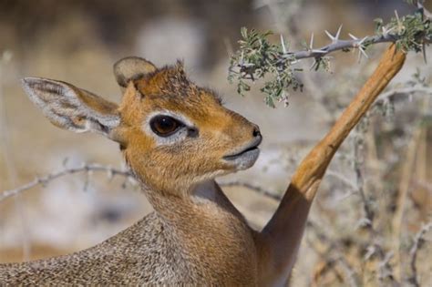 9 Fun Facts About The Dik Dik Mental Floss