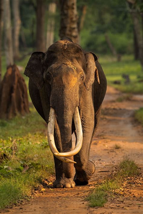 Asian Elephant Tusker Ii Francis J Taylor Photography