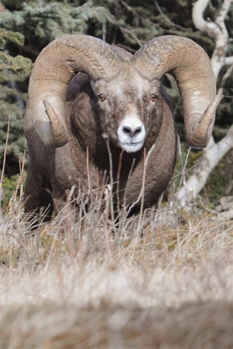 World Record Bighorn Sheep Captured Researchers Heart News