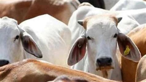 Opposition Slams Up Govt For Blaming Madhya Pradesh Rajasthan For Stray Cattle Menace