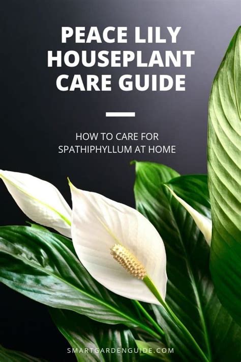 How To Care For A Peace Lily Indoors My Top Tips Smart Garden Guide
