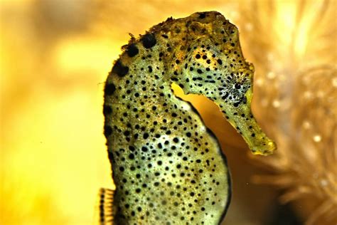 Green Brown Seahorse Aquarium Water Fish Animal Swim Nature