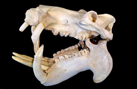 African Hippopotamus Hippopotamus Amphibus Skull And Teeth 30 X 21