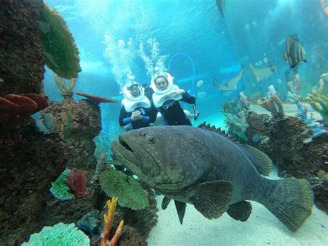 What You Need To Know Before Visiting Ocean Park Cebu Entrance Fees