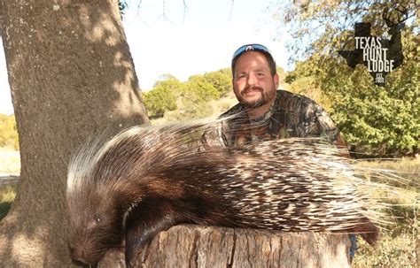 November 2 2019 African Porcupine Hunt — Texas Hunt Lodge