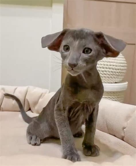 Oriental Shorthair With Puppy Ears Poc In 2022 Baby Cats Kittens