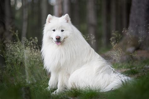 1920x1080px Free Download Hd Wallpaper Look Nature Samoyed