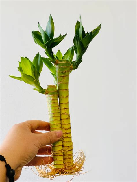 3 Stem Of Lotus Lucky Bamboo With Roots Live Plant 6 To 8 Etsy