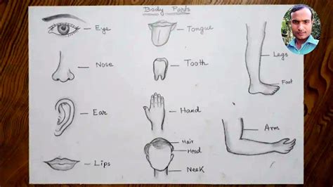 Easy Human Body Parts Drawing For Beginners Youtube
