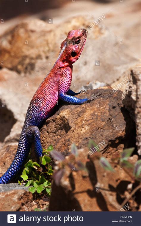Common Agama Red Headed Rainbow High Resolution Stock Photography And