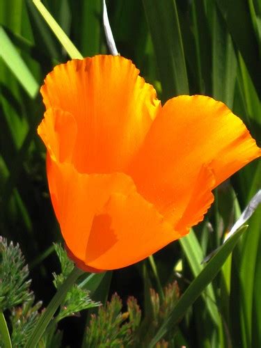 California Poppy In Additon To My Sensual Images On This S… Flickr