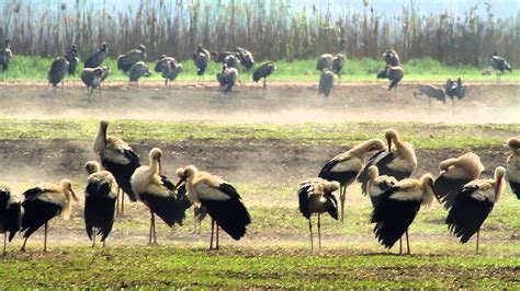 White Stork חסידה לבנה White Stork Bird Migration Stork