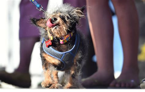 Scamp The Tramp Wins Worlds Ugliest Dog Contest Starts At 60