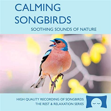 10 Top Rated Nature And Environmental Music Collections