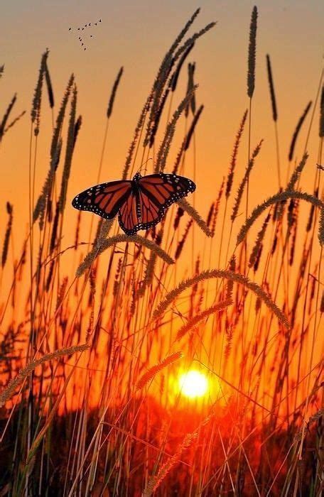 Pin By Rita Grenier On Sun Beautiful Butterflies Beautiful Sunset
