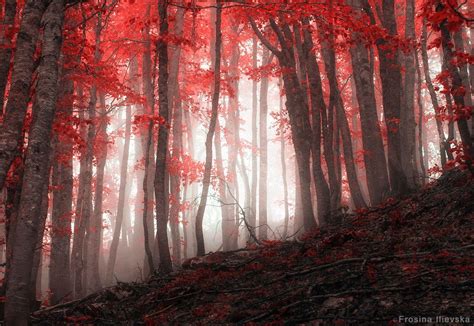 Fiery Abyss Dark Tree Forest Photos Forest Photography