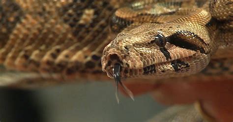 The Truth Behind A Snakes Deadly Embrace Boa Constrictor Snake