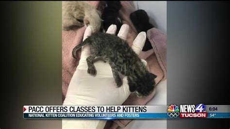 Pima Animal Care Center Offers Neonatal Kitten Classes Youtube