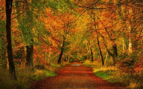 Walk Autumn Forest Wallpapers Wallpaper Cave