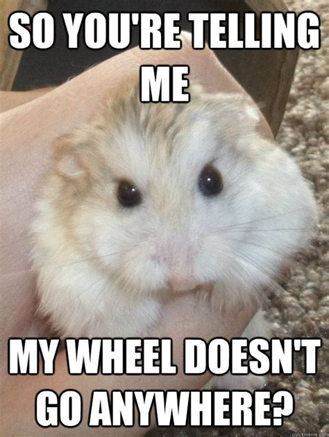 So Youre Telling Me My Wheel Doesnt Go Anywhere Funny Animal Jokes