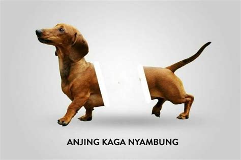 Meme Anjing © 2018 Berbagai Sumber Cute Memes Humor Receh Memes