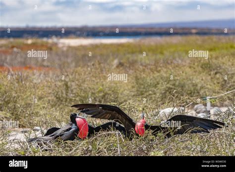 Frigatebird On Galapagos Islands Magnificent Frigate Bird North