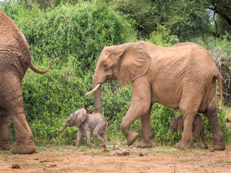 Rare Baby Elephant Twins Born In Kenya