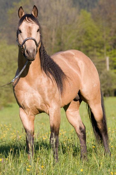 american quarter horse gallop  discover