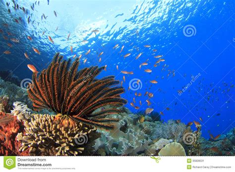 Coral Reef Underwater Stock Image Image 35828531