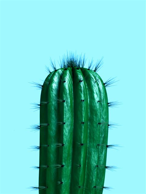 Illustrazione Artistiche Cactus1 Europosters