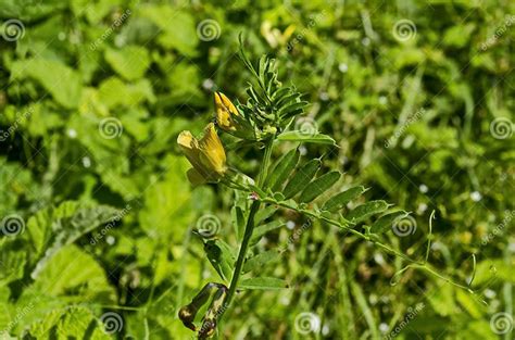 View Of A Cluster Of Yellow Crown Vetch Vicia Sativa Or Coronilla