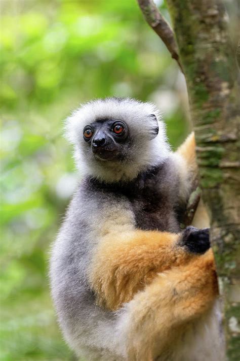 Lemur Diademed Sifaka Propithecus Diadema Madagascar Wildlife