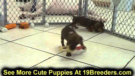 Dachshund in dogs & puppies for sale. Miniature Dachshund, Puppies, For, Sale In Toronto, Canada ...