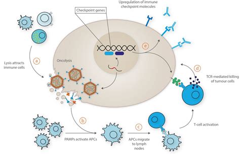 Using Adenoviruses To Fight Cancer The Native Antigen Company
