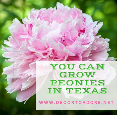 You Can Grow Peonies In Texas Planting Peonies Growing Peonies