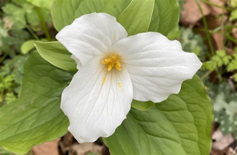 State Flower White Trillium Takes Years To Bloom Odnr Asks That You