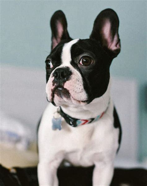 Bouledogue or bouledogue français) is a breed of domestic dog, bred to be companion dogs. Your Precious Boston Terriers Have Arrived! | Daily Puppy